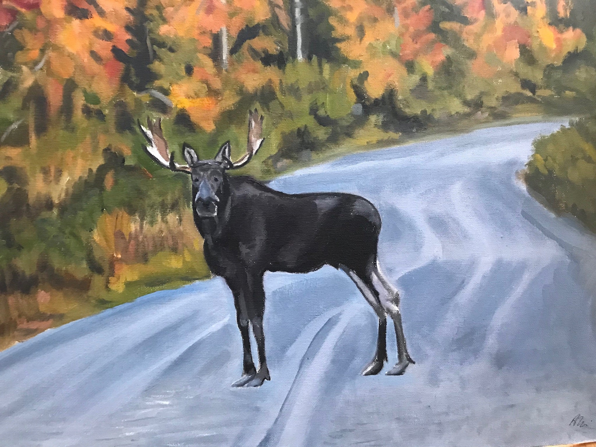 Moose Surprise