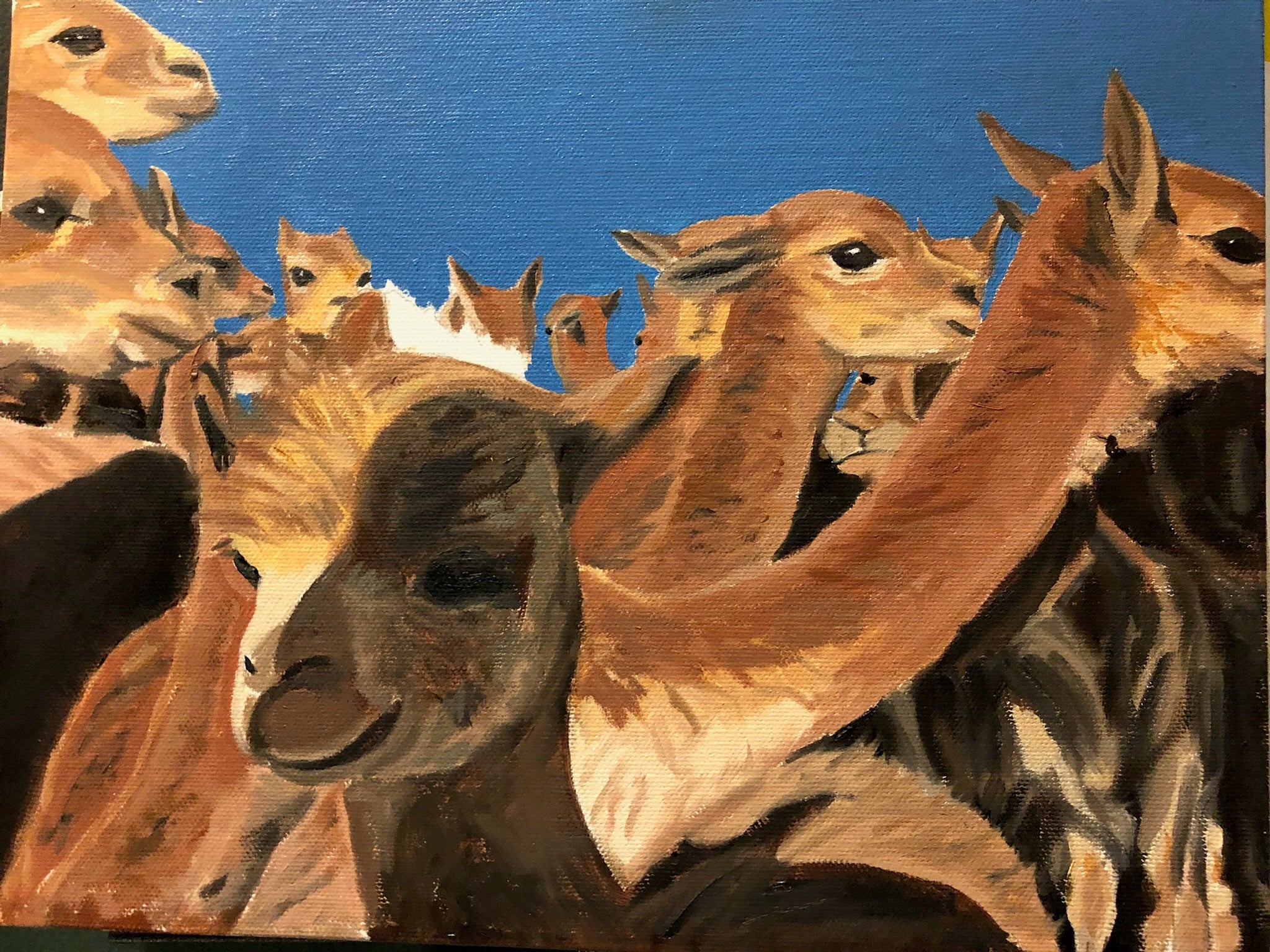 Vicuna  Roundup