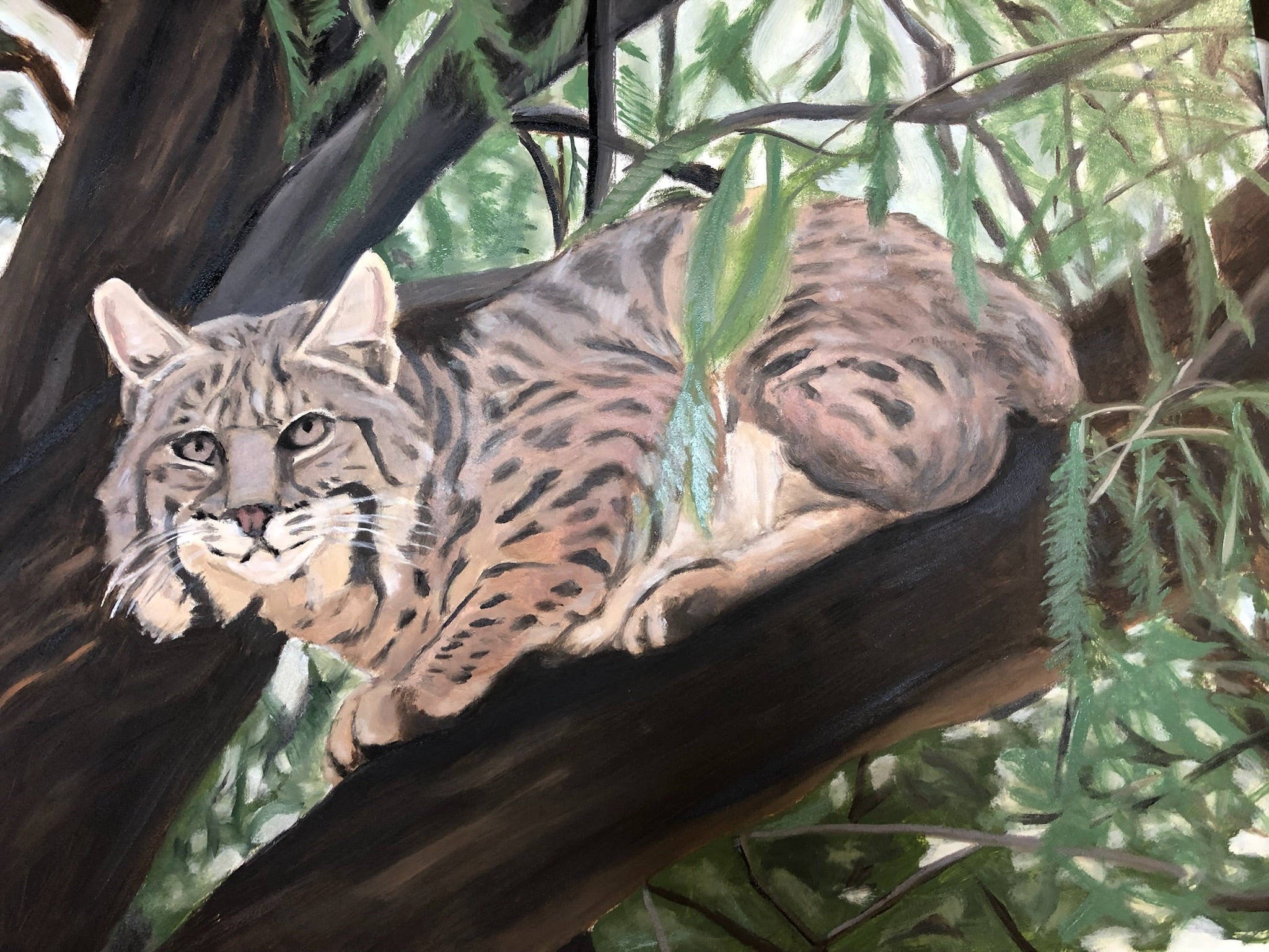 Bobcat Up a Mesquite Tree