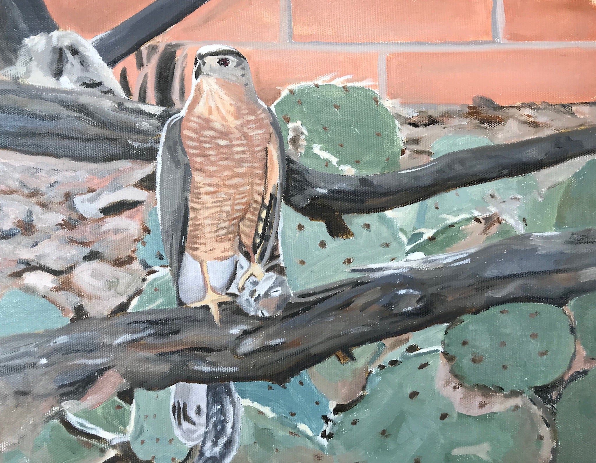 Coopers Hawk