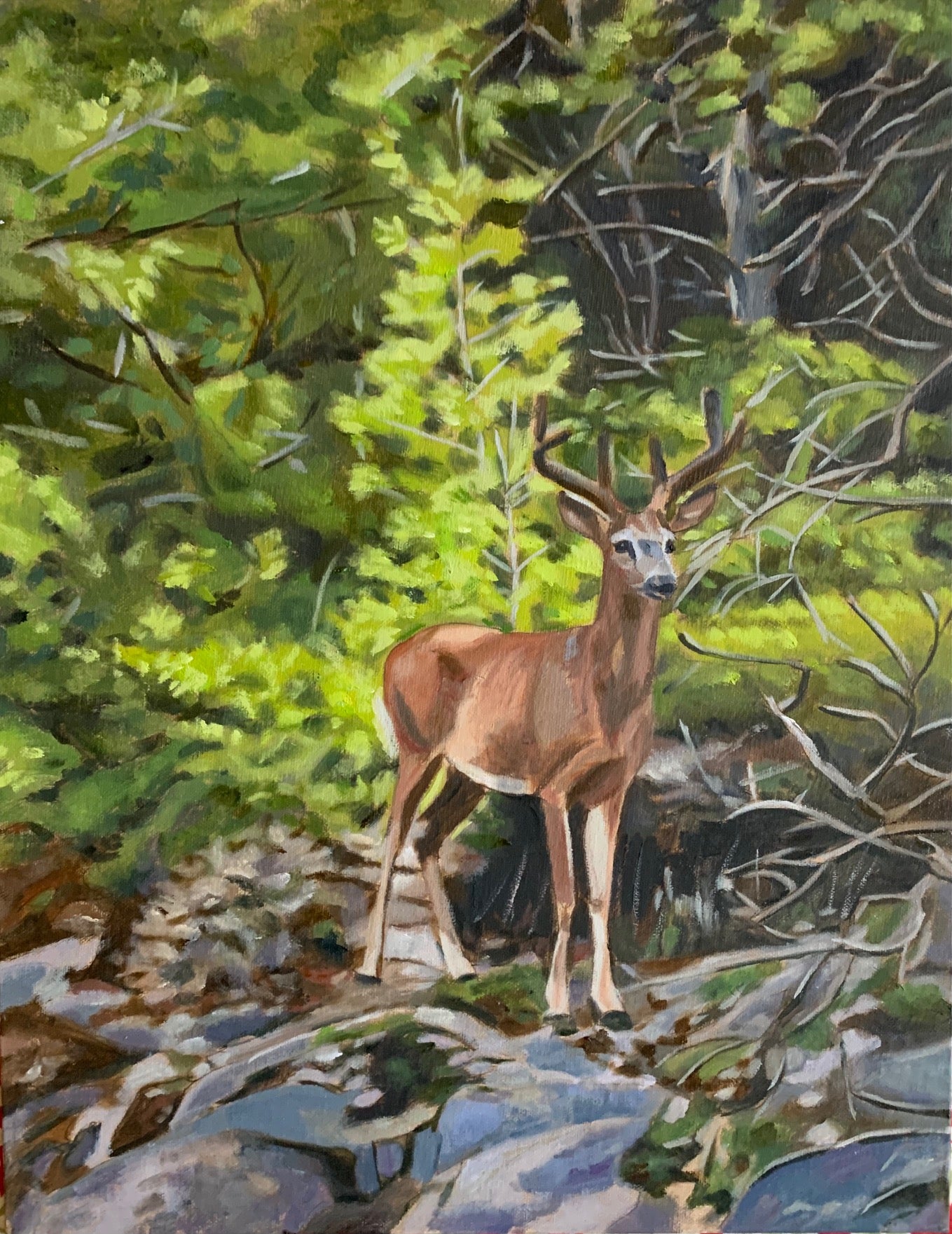 Deer in the Woods
